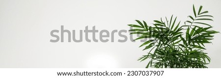 Banner Green plant on empty white wall background place for your text - botany and potted plant concept