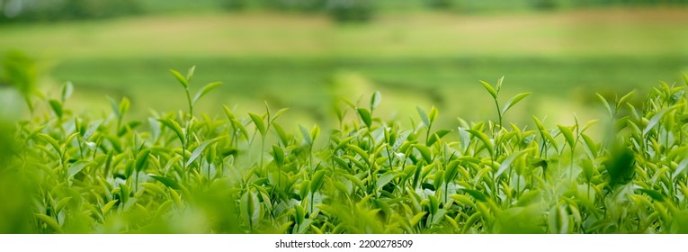 Banner Green tea tree leaves field young tender bud herbal Green tea tree in camellia sinensis organic farm. Panorama Fresh Tree tea leaf plant green nature in herbal farm background with Copy Space - Shutterstock ID 2200278509