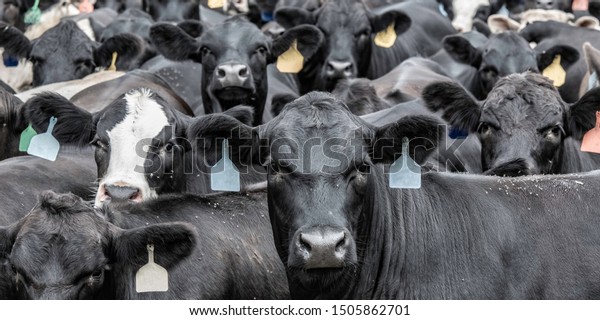 Banner of a group of Angus\
crossbred cattle closely packed together looking at the\
camera