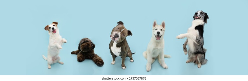 Banner group five dogs summer and spring. Obedience training concept. Jack russell, bully, poodle, husky and border collie trick. Sitting on hind legs begging behaviour. Isolated on blue background.
