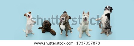 Banner group five dogs summer and spring. Obedience training concept. Jack russell, bully, poodle, husky and border collie trick. Sitting on hind legs begging behaviour. Isolated on blue background.