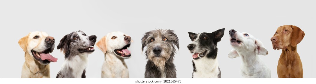 banner group of seven Profile dogs in a row looking up. Isolated on white background.