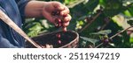 Banner hands harvest red seed in basket robusta arabica plant farm. Coffee plant farm Close up woman Hands harvest raw coffee beans. Ripe Red berry plant fresh seed coffee tree growth with copy space