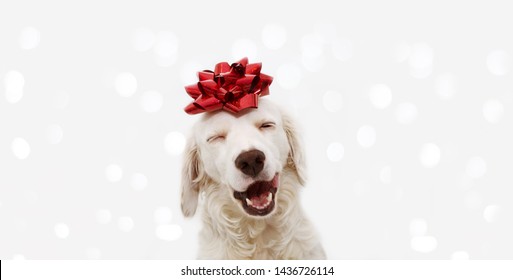 Banner Happy Dog Present For Christmas, Birthday Or Anniversary, Wearing A Red Ribbon On Head. Isolated Against White Background.