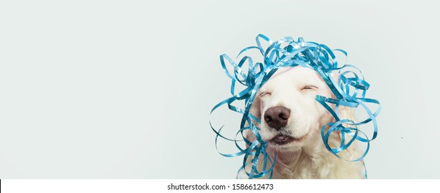 Banner Happy Dog Present For New Year, Carnival,  Christmas, Birthday Or Anniversary, Wearing A Blue Serpentines On Head. Isolated Against Gray Background.