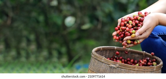 banner Harvesting coffee beans hand  in farm. harvesting Robusta and arabica  coffee berries by agriculturist hands, Worker Harvest arabica coffee berries on its branch.