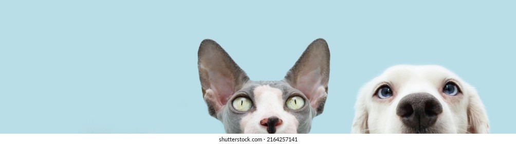 Banner Head Cat And Dog  Hiding. Isolated On Blue Pastel Background.