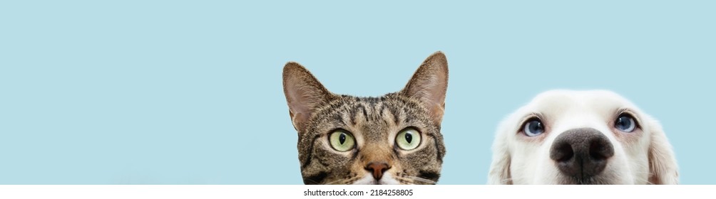 Banner Head Pets, Cat And Dog  Hiding. Isolated On Blue Pastel Background.