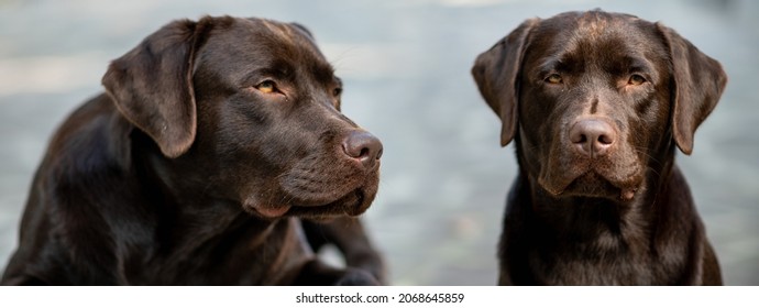 are yellow labrador shiny coat