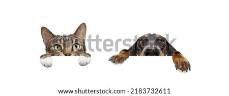 Banner hide pets, puppies dogs and cat with big ears and paws hanging in a blank in a row. Isolated on white background.