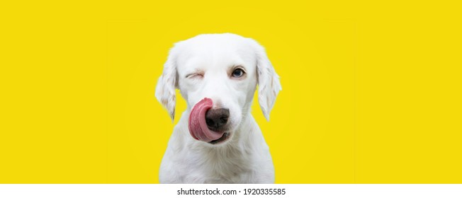 Banner hungry funny puppy dog licking its nose with tongue out and winking one eye closed. Isolated on yellow colored background. - Shutterstock ID 1920335585