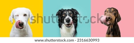 Banner hungry funny puppy dogs eating and licking its lips with tongue on summer or spring season. Portrait collection