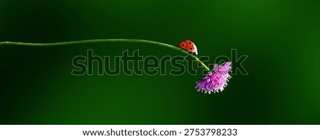 Banner of Ladybug crawling on a thin stem with a pink flower on a green background.