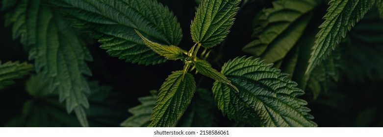 Banner Made From Fresh Green Nettle Bush In The Forest. Top View. Medicinal Plant. In Folk Medicine It Is Recommended As A Diuretic For Skin Diseases, Dropsy, Cough, Hair Loss. Dark Key. Copy Space