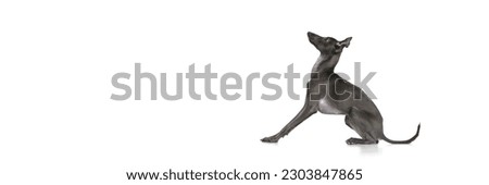 Banner with one obedient dog, Italian greyhound sitting isolated over white color studio background. Side view. Concept of care, animal life, health, vet, breed of dog. Copy space for ad, text