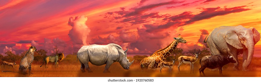 Banner panorama of Big Five and wild animals collage with african landscape at sunrise in Serengeti wildlife area, Tanzania, East Africa. Africa safari scene in savannah landscape.