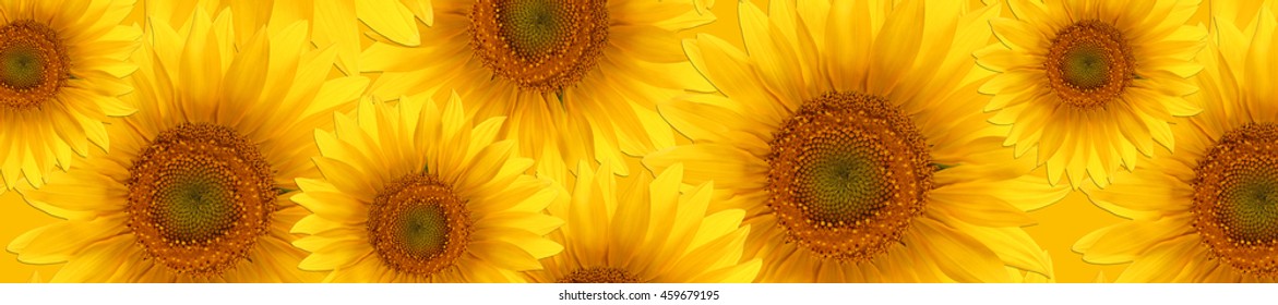 sunflower youtube banner sunflower 2048 x 1152