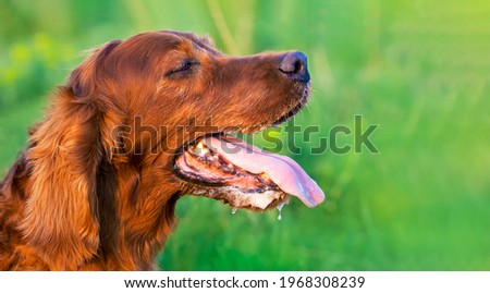 Banner of a panting drooling pet dog head in a hot summer day