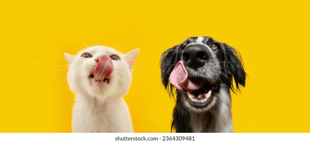 Banner pets eating. Portrait summer spring hungry cat and dog licking its lips with tongue. Isolated on yellow backgorund - Powered by Shutterstock