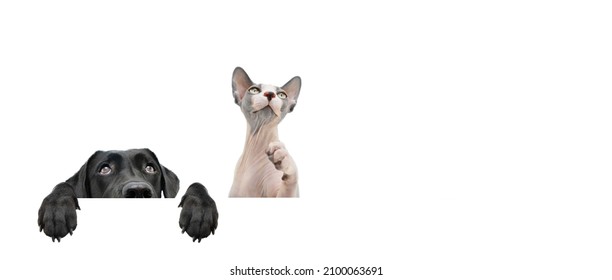 Banner Pets Hide Black Labrador Dog And Sphynx Cat Looking Up Giving You Whale Eye Hanging Over A Blank Sign With Room For Text. Isolated On White Background. 