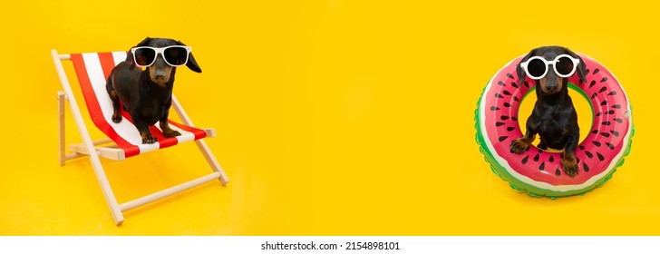 Banner Pets Summer. Dachshund Puppy Going On Vacations On Beach Chair And Inflatable Ring. Isolated On Yellow Background