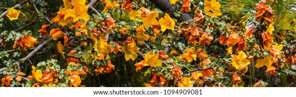 banner photo of yellow\
flowers of the native California flannel bush, Fremontodendron\
californicum \
\
