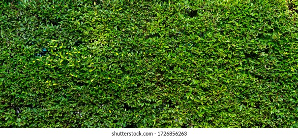 Banner picture of green leaves of plant wall of the house. greenery and background concept