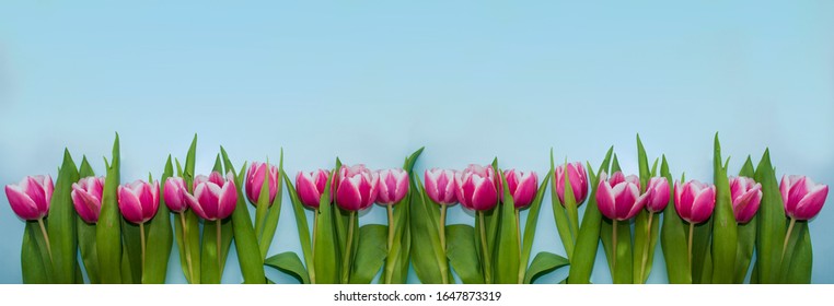 Banner with pink tulips on blue background. Spring time. Women day.