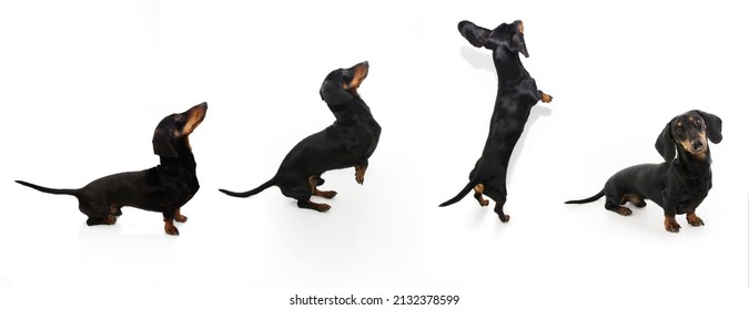 is jumping bad for dachshunds