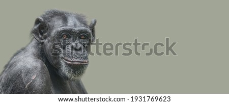 Banner with a portrait of a happy adult Chimpanzee, smiling and thinking, closeup, details with copy space and solid background. Concept biodiversity and wildlife conservation