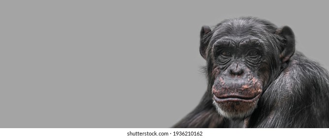 Banner with a portrait of happy smiling Chimpanzee, closeup, details with copy space and solid background. Concept biodiversity, animal care and welfare and wildlife conservation