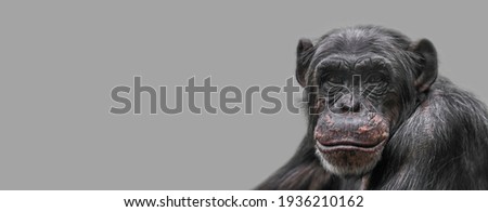 Banner with a portrait of happy smiling Chimpanzee, closeup, details with copy space and solid background. Concept biodiversity, animal care and welfare and wildlife conservation