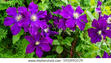 Banner of purple clematis in the garden as background