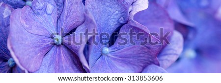 Banner with purple hortensia flowers