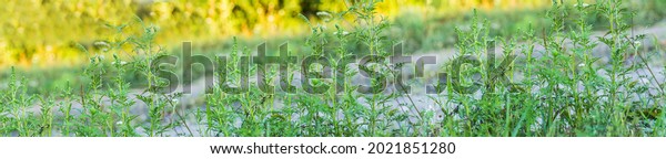 Banner\
Ragweed bushes. Ambrosia artemisiifolia dangerous allergy-causing\
plant to meadow among summer herbs. Weed bursages and burrobrushes\
whose pollen is deadly for allergy\
sufferers.