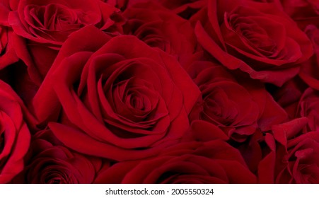 790 Expanded rose flower Images, Stock Photos & Vectors | Shutterstock