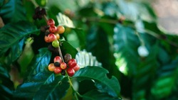 Banner Ripe Coffee Beans On Brance Tree. Harvesting Robusta And Arabica Coffee Berries By Agriculturist Hands, Worker Harvest Arabica Coffee Berries On Its Branch.