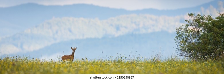 Banner with roe deer standing on blooming glade with mountins in background