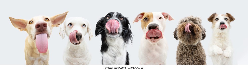 Banner six hungry dogs licking its lips with tongue out waiting for eat food. Isolated on white background