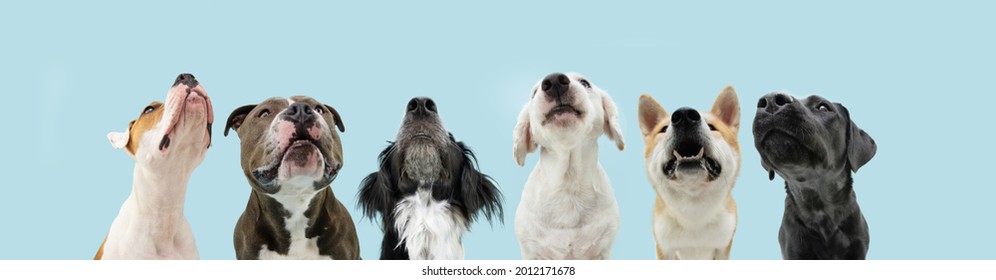 Banner six hungry dogs looking up begging food. Isolated on blue background