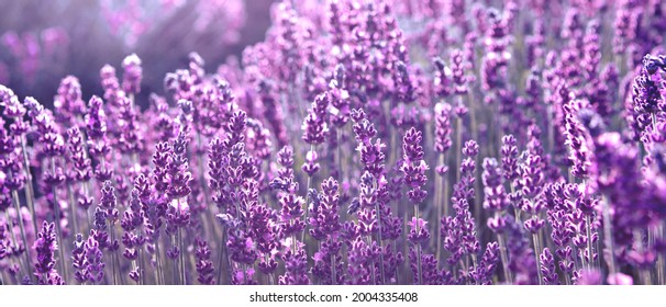 2,685 Lavender ads Images, Stock Photos & Vectors | Shutterstock