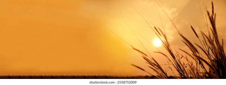 Banner Sunset grass wind autumn meadow in countryside. Panorama Beautiful sunset golden grass field natural flora sunlight outdoor flare. Rural landscape nature plant scene crop view with copy space - Powered by Shutterstock