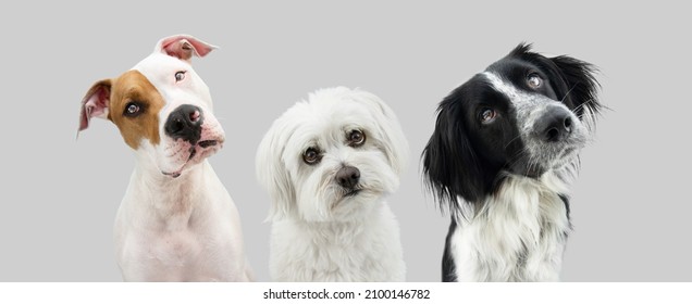Banner three curious thinking dogs tilting head side. Isolated on gray background