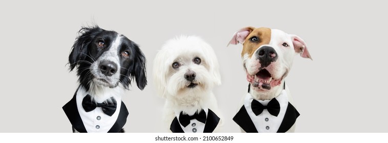Banner three dogs love celebrating valentine's day, new year or birthday wearing a tuxedo. Isolated on gray background.