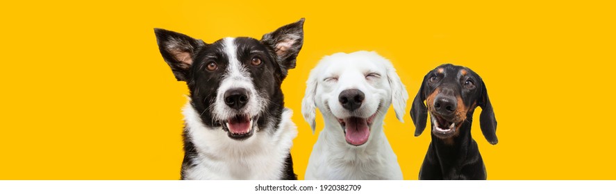 banner three happy puppy dogs smiling on isolated yellow background. - Shutterstock ID 1920382709