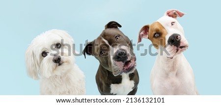 Banner three pets. Atttentive and thinking dogs tilting head side. Isolated on blue pastel background