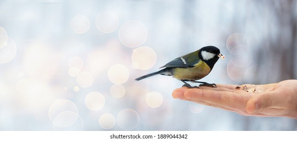 Banner with tit that sits on the arm of a man holding nuts. Feed birds in the park in winter to help them in the cold season in their habitat. The concept of the International Day of Birds. Copy space - Shutterstock ID 1889044342