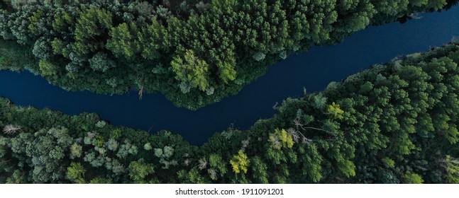 Banner top view of green dense forest with tall trees. The river flows between the trees. Ukraine
