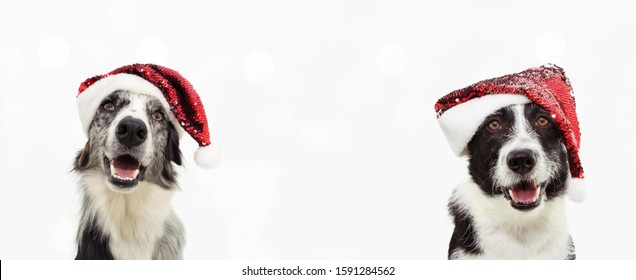 banner two border collie dog celebrating christmas wearing a red glitter santa claus hat. Isolated on gray background.