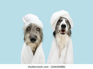 Banner two dog summer. Mixed-breed and border collie puppy relaxing spa wrapped with a white towel. Isolated on blue pastel background. - Powered by Shutterstock